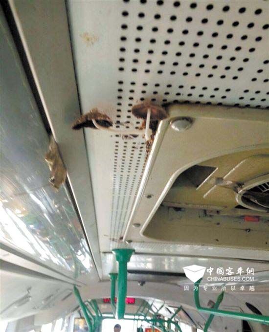 武漢：這輛公交車是去采蘑菇了？