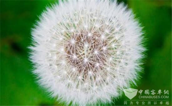 德國大陸集團：蒲公英橡膠輪胎投入測試