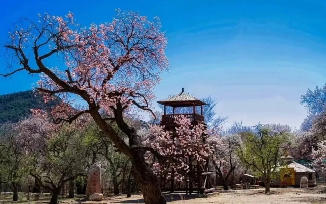 賞花攻略 來(lái)跟呼市公交一起逛春天吧
